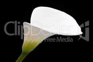 White arum lily leaning across black frame