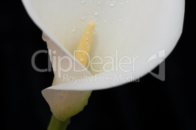 White arum lily spattered with water landscape