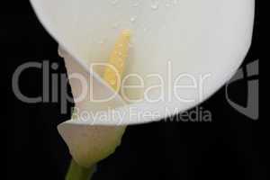 White arum lily spattered with water landscape