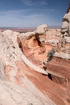White Pocket Canyon, Arizona, USA White Pocket Canyon, Arizona, USA