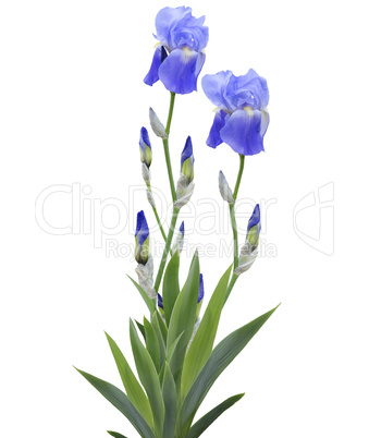 Iris Flowers