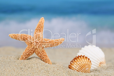 Strand Szene im Sommer, Urlaub mit Seestern und Muscheln, Textfr