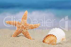 Strand Szene im Sommer, Urlaub mit Seestern und Muscheln, Textfr