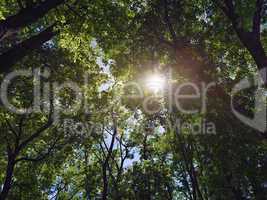 sun shines through the trees in the forest