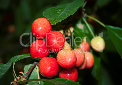 Bunch of ripe sweet cherry