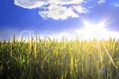 The sun over wheat field