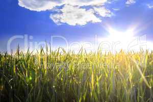 The sun over wheat field