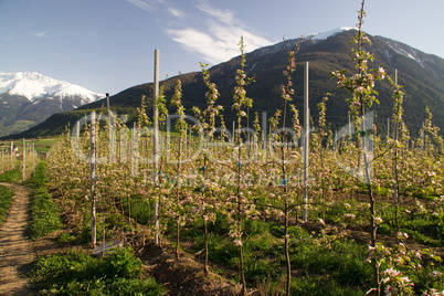 Obstfelder in Mals im Vinschgau Südtirol