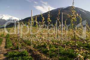 Obstfelder in Mals im Vinschgau Südtirol