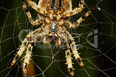 Spider with spider web