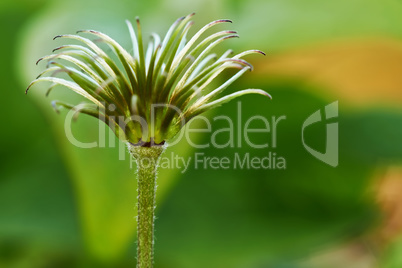 Young shoot of clematis