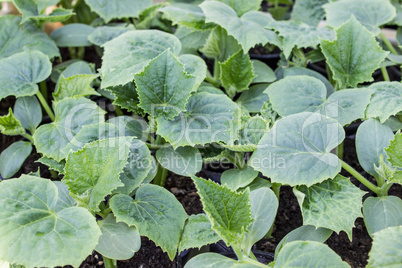 cucumber plants