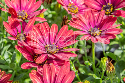 red flowers