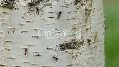 Ameisen laufen an der Rinde eines Birkenstamms