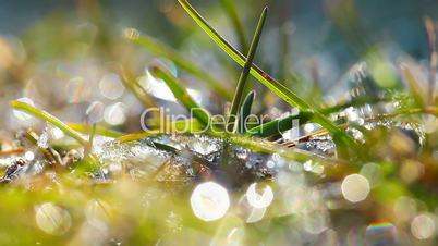 green grass and dew drops frozen. timelapse.