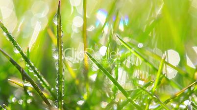 drops of dew on a green grass. timelapse.