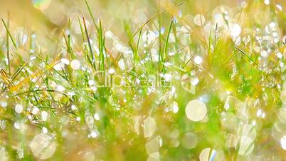 drops of dew on a green grass. timelapse.
