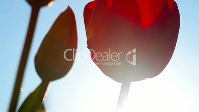 Sunbeams through red tulip flowers buds