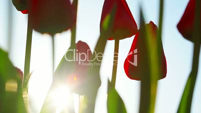 Sunbeams through red tulip flowers buds