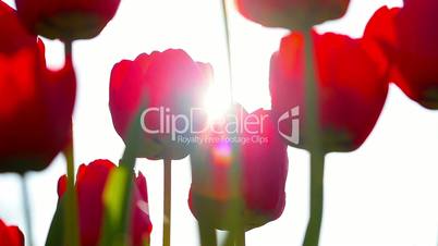 Sunbeams through red tulip flowers buds