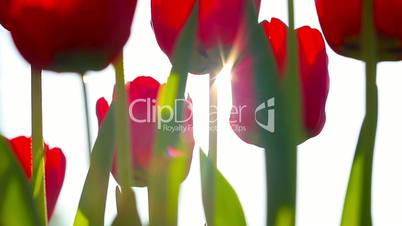 Sunbeams through red tulip flowers buds