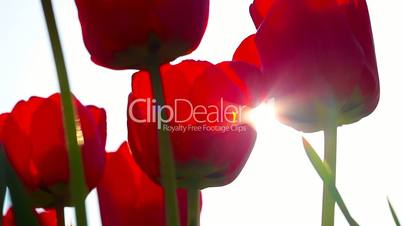 Sunbeams through red tulip flowers buds