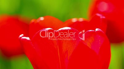 red tulip flowers buds
