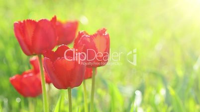 red tulip flowers buds