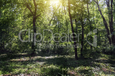 small clearing in the forest lit by the sun