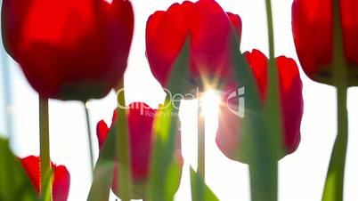 Sunbeams through red tulip flowers buds