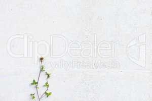 Grungy white concrete wall background