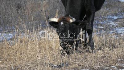 Black Cow Eat Winter