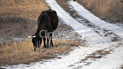 Black Cow Eat Winter