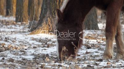 Brown Horse In Winter Forest 3