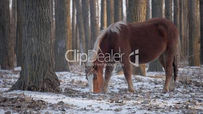 Brown Horse In Winter Forest