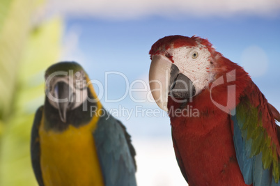 Zwei Papageien auf der Stange