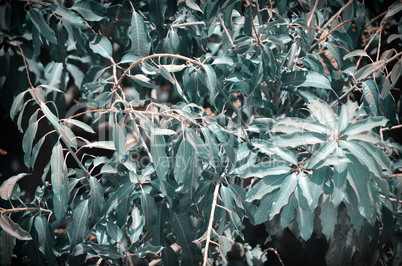 Background of mango tree leafs