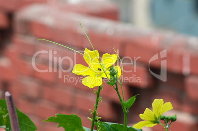 Yellow color flower in the city garden