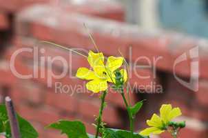 Yellow color flower in the city garden