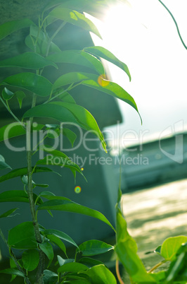 Close-Up Of green Tree