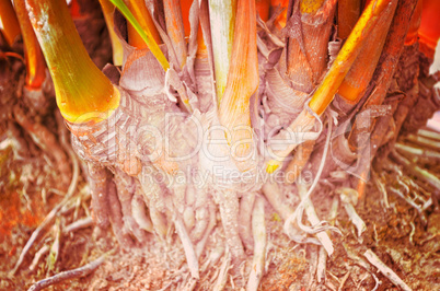 Close up portrait of Natural Autumn tree