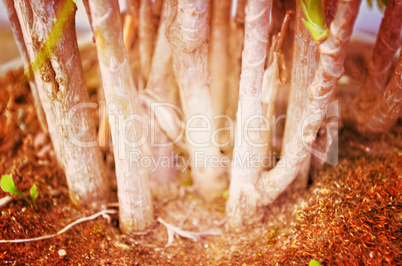 Close up portrait of Natural Autumn tree