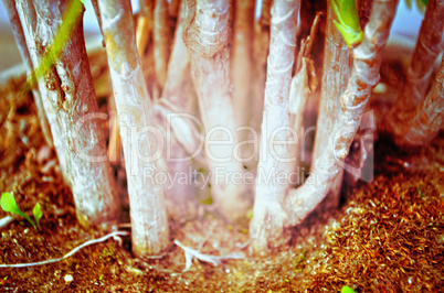 Close up portrait of Natural Autumn tree