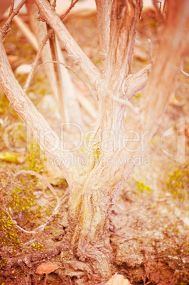 Close up portrait of Natural Autumn tree