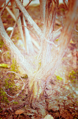 Close up portrait of Natural Autumn tree