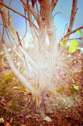 Close up portrait of Natural Autumn tree