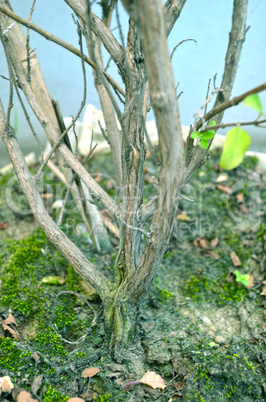 Close-Up Of green Tree