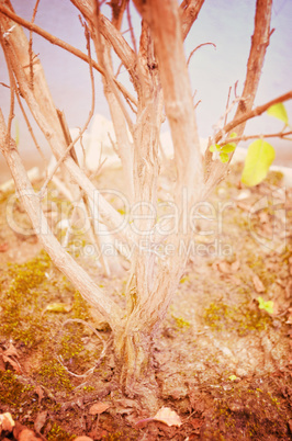 Close up portrait of Natural Autumn tree