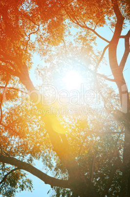 Autumn forest tree with sunset