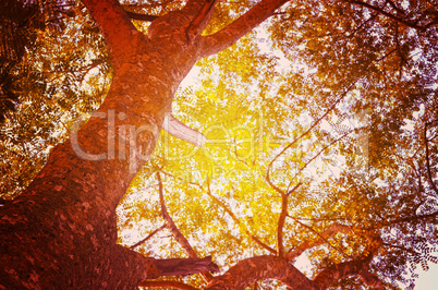 Autumn forest tree with sunset